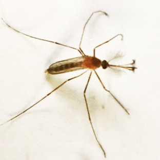 Professional mosquito control service in Vadodara for home and commercial areas